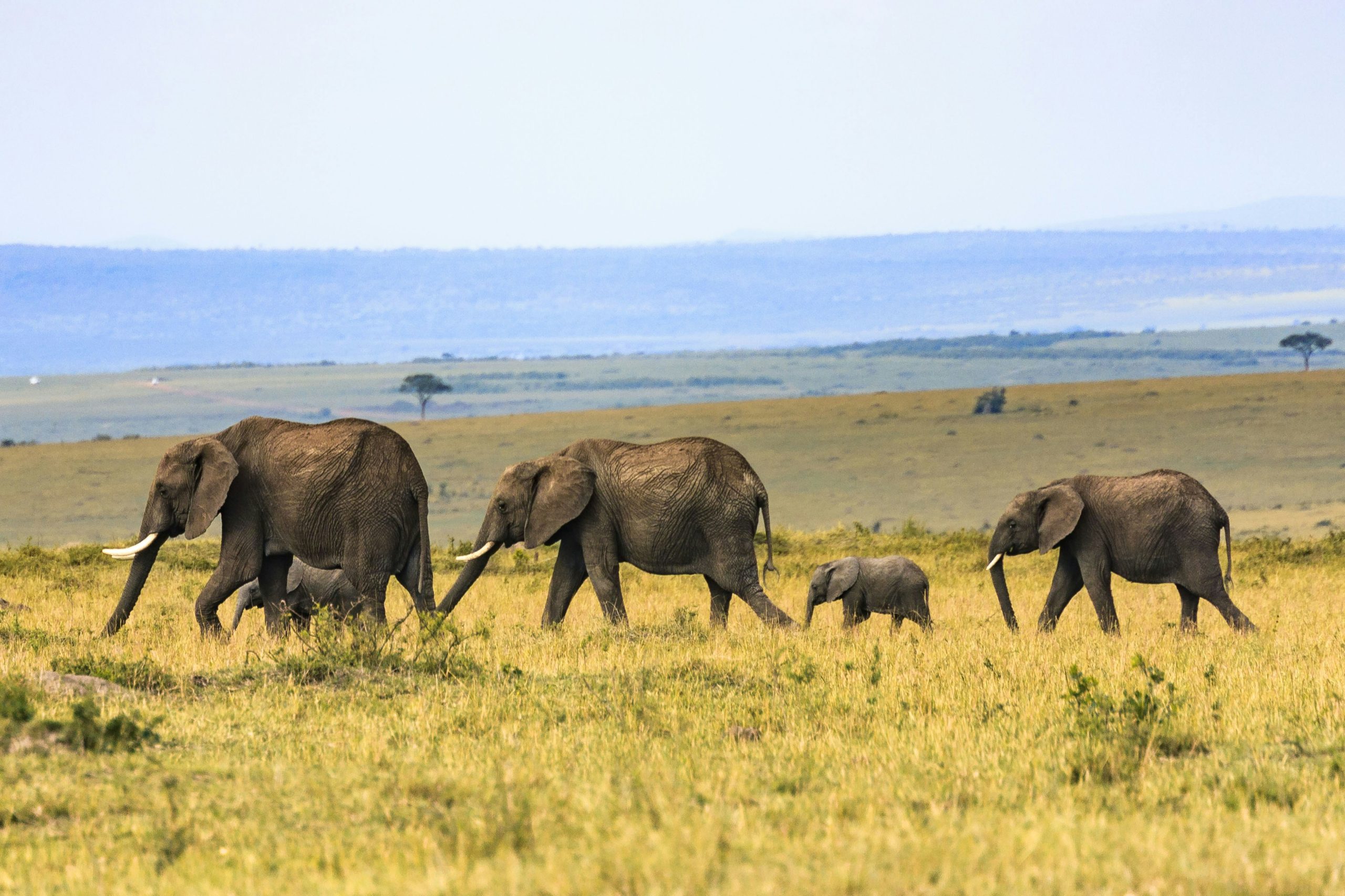 Four elephants walk across a savanna in a row.